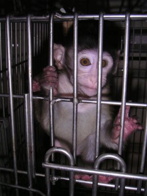 Infant rhesus macaque in laboratory cage; Cruelty Free International/SOKO_Tierschutz