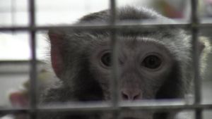 Rhesus macaque in a laboratory cage; SOKO Tierschutz/Cruelty Free International