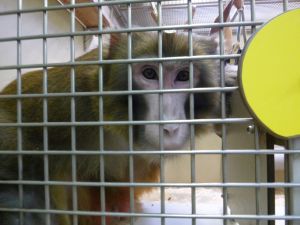 Rhesus macaque with head post in a laboratory; SOKO Tierschutz/Cruelty Free International