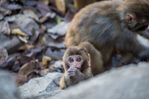 Mother rhesus macaque with infant; Jo-Anne McArthur / We Animals