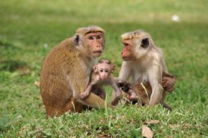 Mother toque macaques with babies, living freely in Sri Lanka; Erwin Vermeulen/Animal Rights