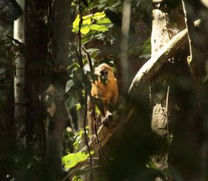 Golden-bellied mangabey, DRC; Matthew Strich