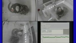 Screen capture from article video of marmoset being 'tested' in Pavlovian discrimination testing chamber