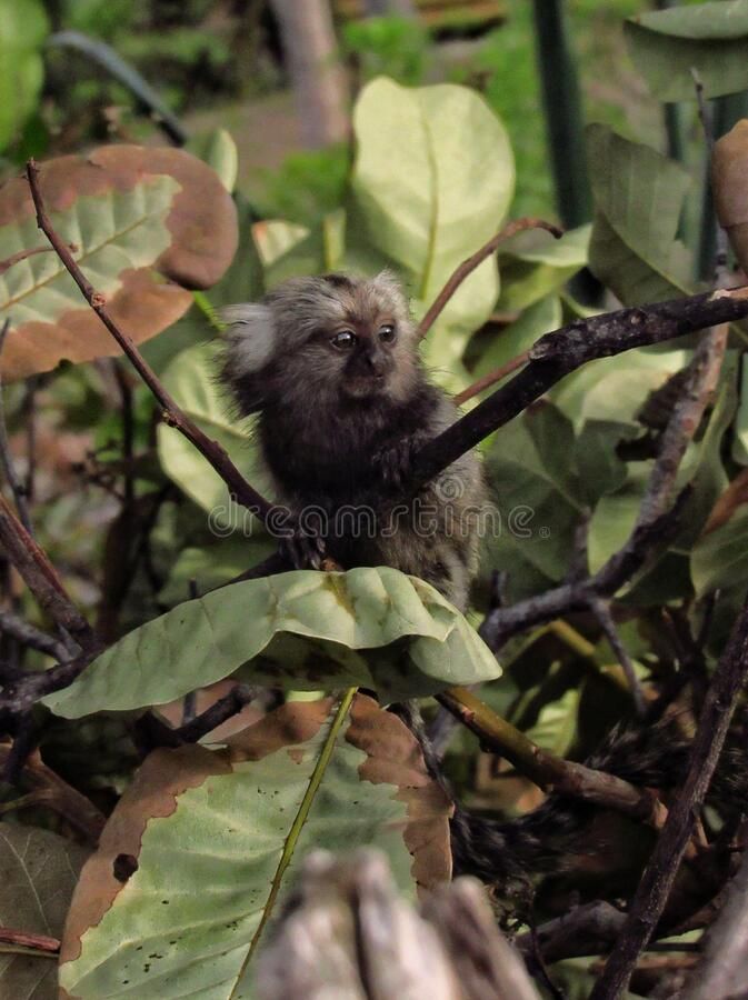 Baby common marmoset living freely; Alucilde Neto, Dreamstime