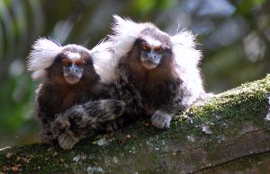 Marmosets in natural habitat; Dario Sanches