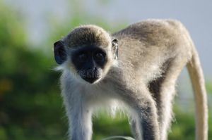 Green monkey living freely on St. Kitts & Nevis; Glenroy Blanchette