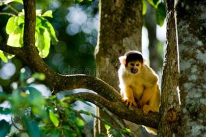 Squirrel monkey living freely in South America; Fabrizio Cianella, Dreamstime